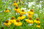 Helenium 'Kanaria'