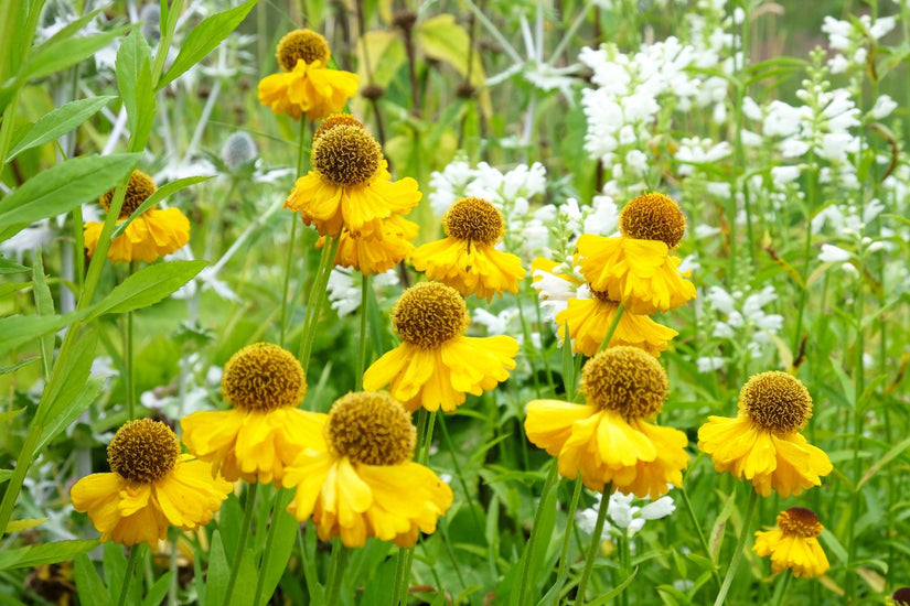 Zonnekruid - Helenium 'Kanaria' 