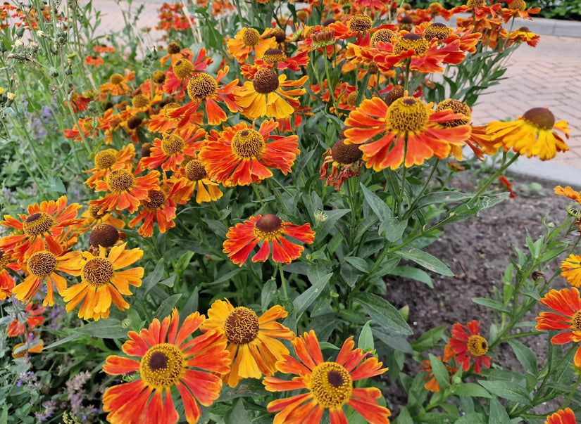 Helenium 'moerheim'