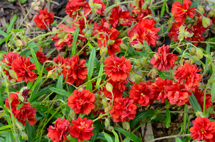 Zonneroosje - Helianthemum 'Amabile Plenum'