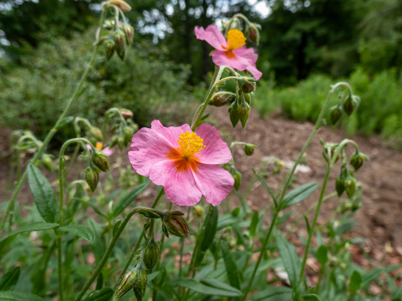 Zonneroosje - Helianthemum 'Lawrenson's Pink'