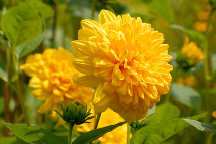 Zonnebloem - Helianthus decapetalus 'Soleil d'Or'