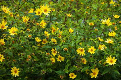 Zonnebloem - Helianthus microcephalus