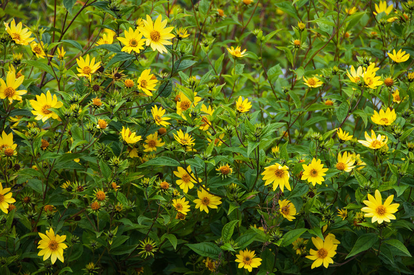 Zonnebloem - Helianthus microcephalus