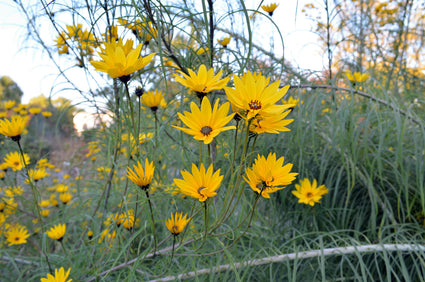 Wilgebladzonnebloem - Helianthus salicifolius in bloei