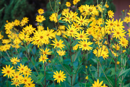 Aardpeer - Helianthus tuberosus