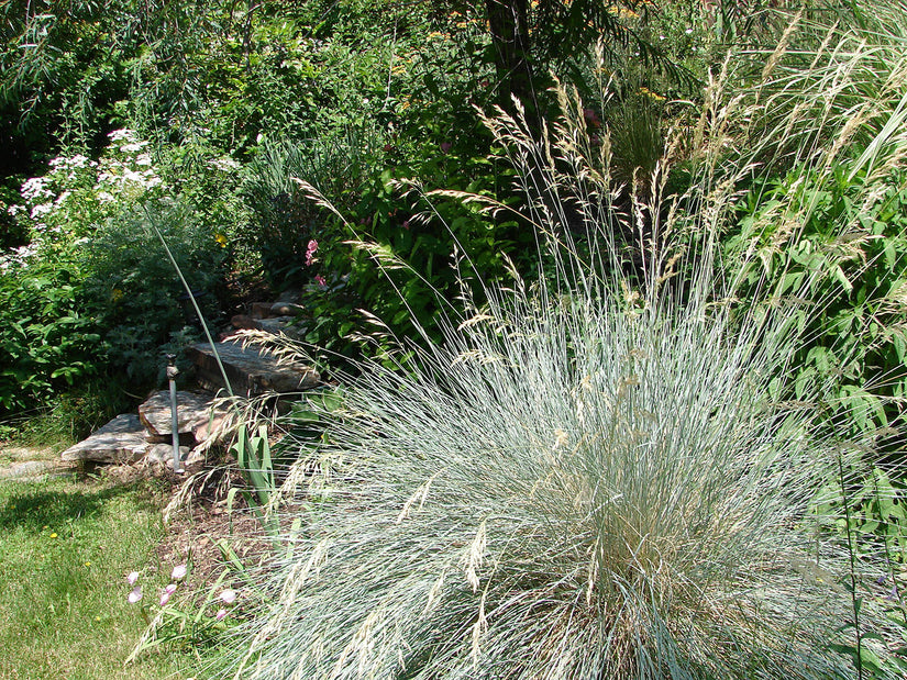 Sierhaver - Helictotrichon sempervirens