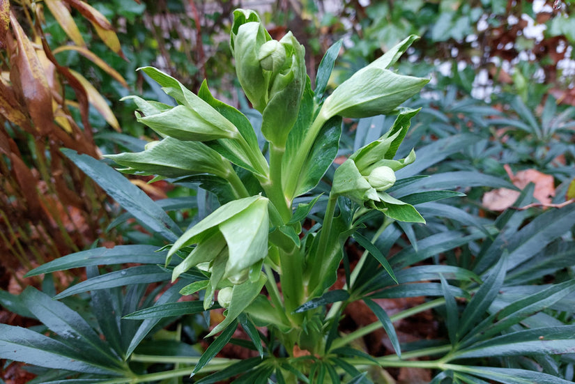 Stinkend nieskruid - Helleborus foetidus