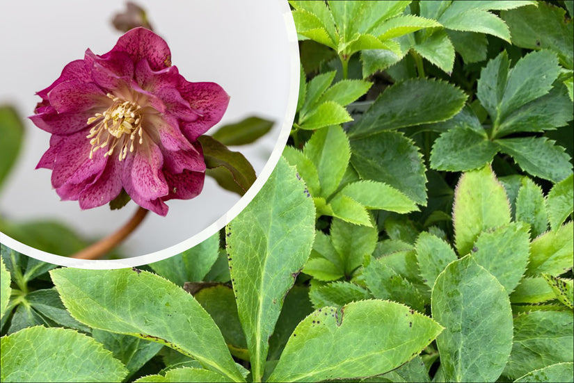 Nieskruid - Helleborus orientalis 'Double Ellen Red' bloei