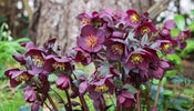 Nieskruid   Helleborus orientalis 'Pretty Ellen Purple'