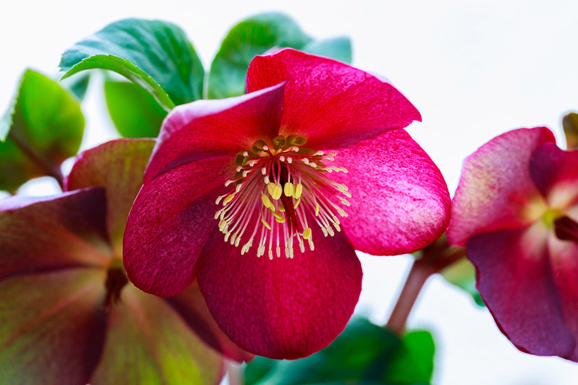 Nieskruid - Helleborus orientalis 'Pretty Ellen Red'