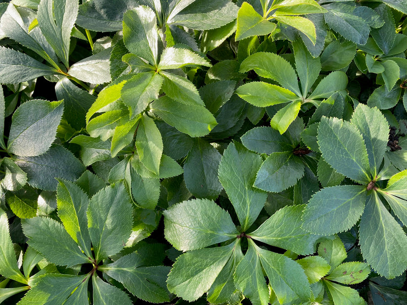 Blad Helleborus orientalis