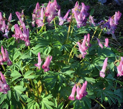 Prachtige tuinplanten borderpakket