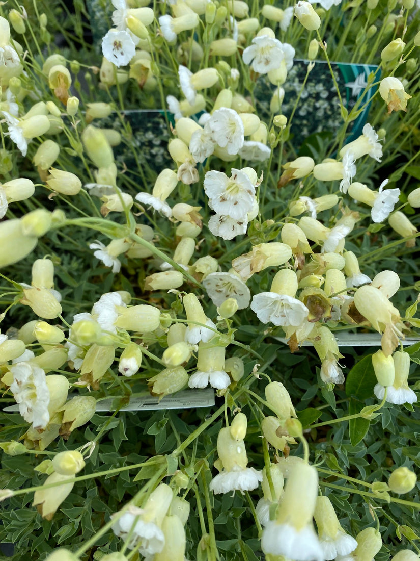 Hemelroosje - Silene uniflora maritima