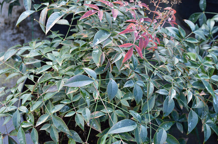 Hemelse bamboe - Nandina domestica 'Flirt' (Schijnbamboe)