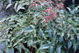 Hemelse bamboe - Nandina domestica 'Flirt' (Schijnbamboe)