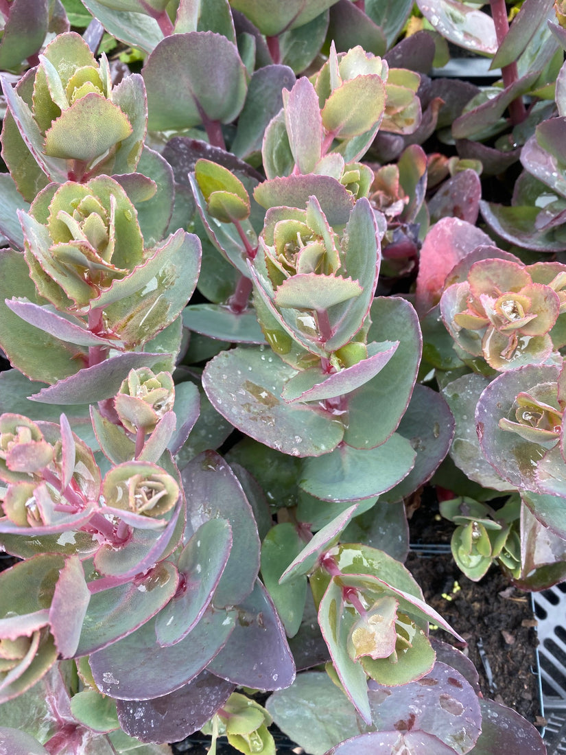 Vetkruid - Sedum seduction 'Cherry Chocolate'