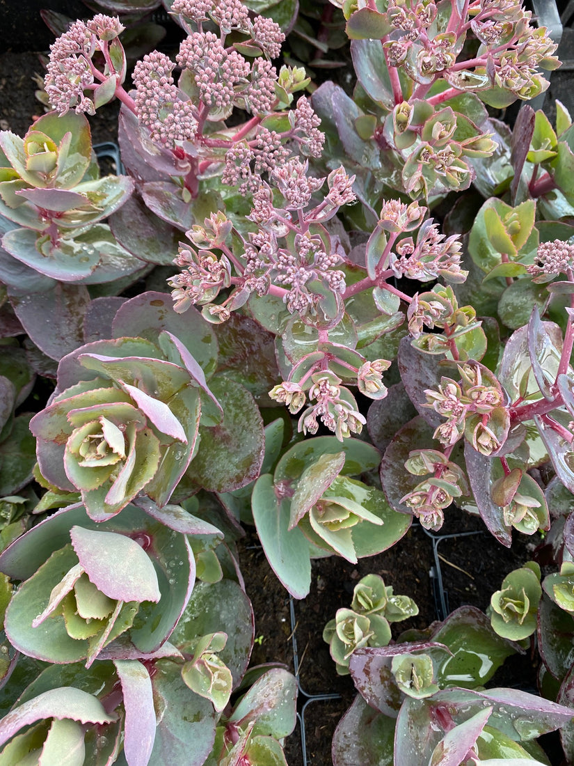 Hemelsleutel - Sedum seduction 'Cherry Chocolate'