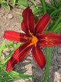 Hemerocallis-daglelie-crimson-pirate-bloemen.jpeg