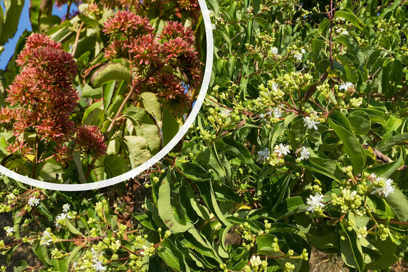 Heptacodium miconioides - Zevenzonenboom