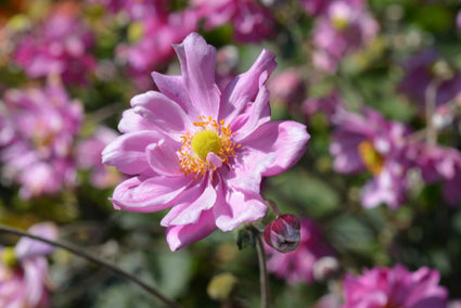 Herfstanemoon - Anemone Königin Charlotte.jpg