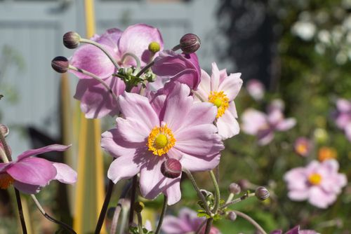 Herfstanemoon - Anemone hupehensis 'September Charm' 