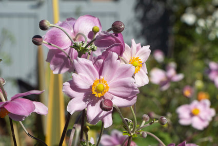 Herfstanemoon - Anemone hupehensis 'September Charm' .jpg