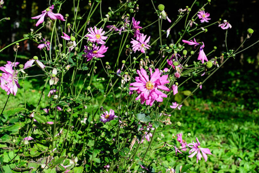 Biologisch Herstanemoon - Anemone hupehensis 'Prinz Heinrich'