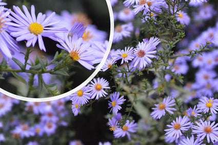 Herfstaster - Aster 'Professor Anton Kippenberg'