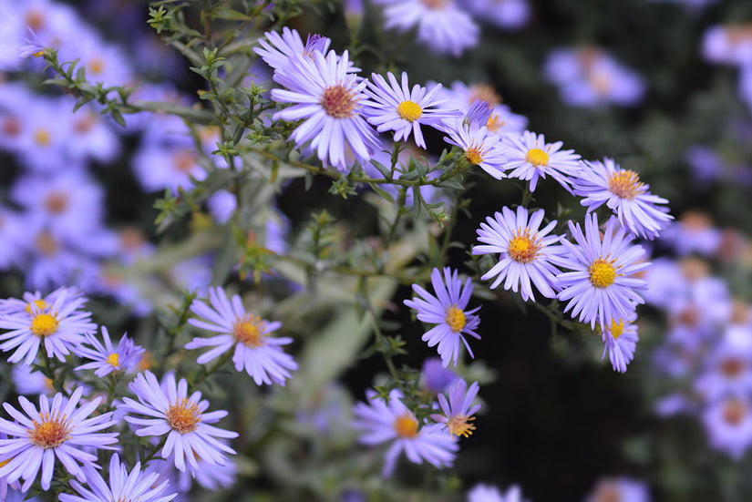 Aster 'Professor Anton Kippenberg'