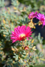 Herfstaster - Aster 'Jenny' closeup.jpg