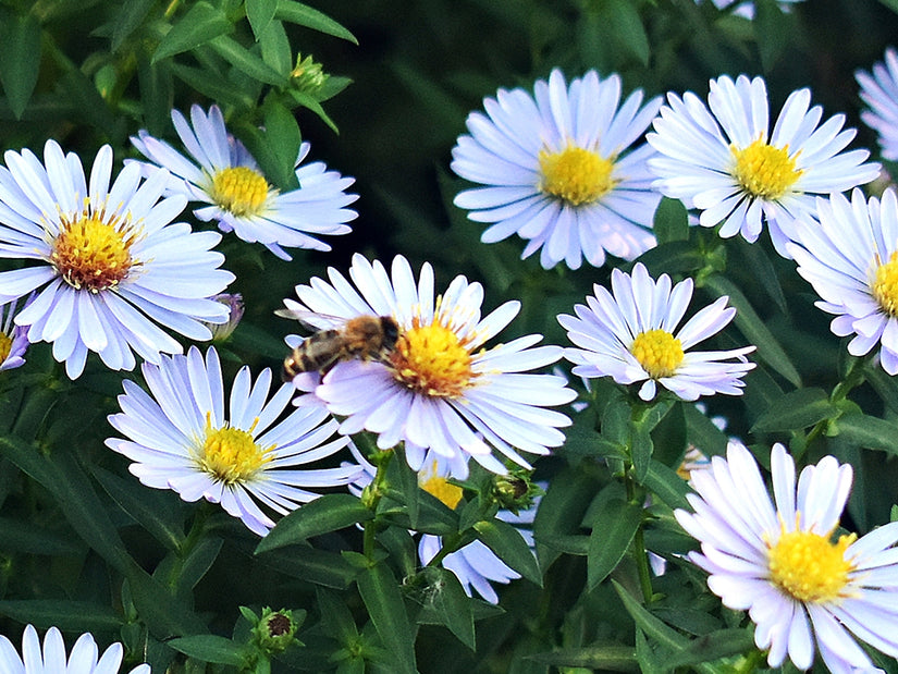 Herfstaster - Aster novae-angliae