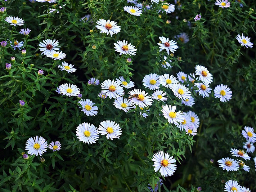 Herfstaster - Aster 'Schneekissen' 