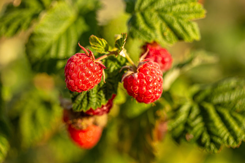 Herfstferamboos - Rubus idaeus