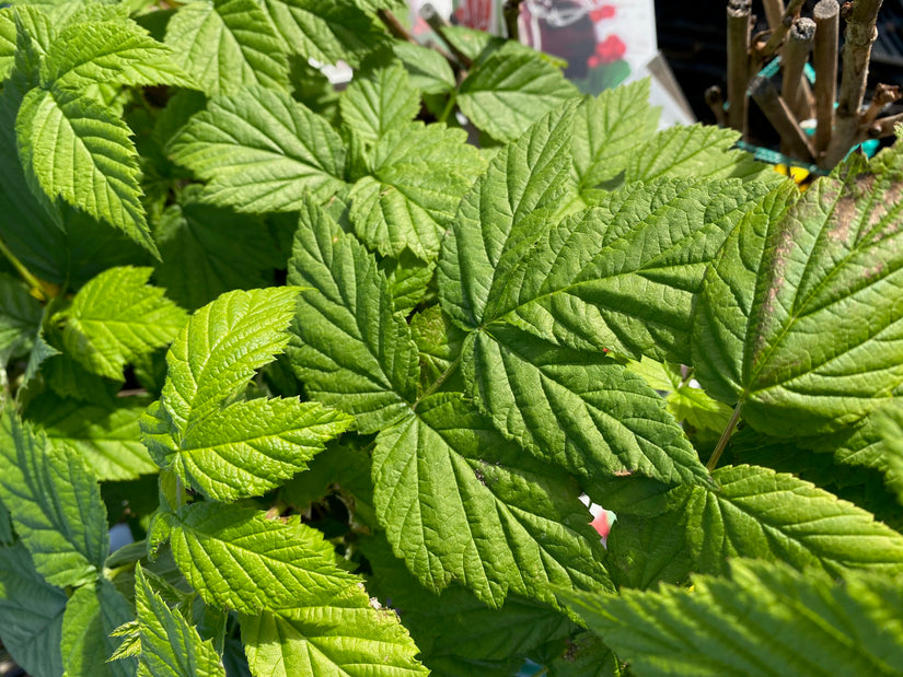 Herfstframboos - Rubus idaeus 'Himbo Top'