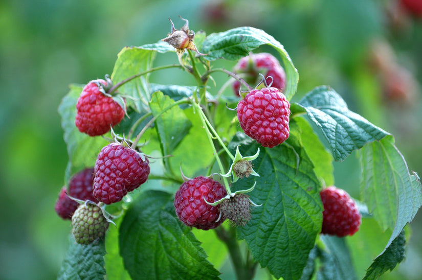 Herfstframboos - Rubus idaeus