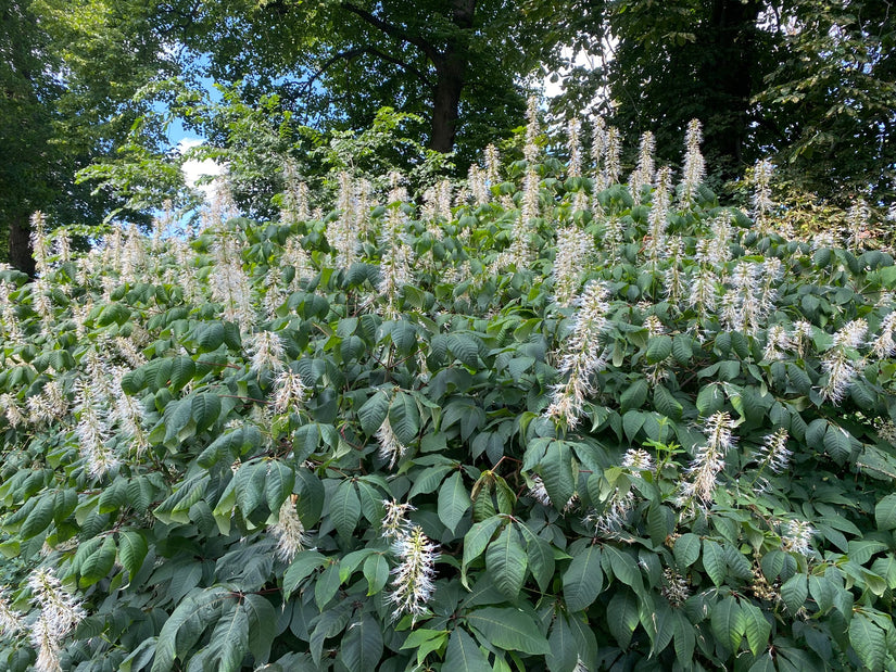 Bloei Herfstpaardenkastanje - Aesculus parviflora