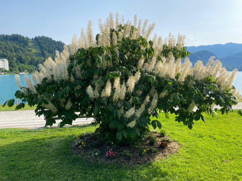 Herfstpaardenkastanje - Aesculus parviflora