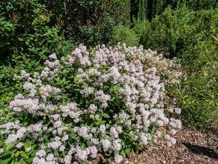 Herfstsering - Ceanothus 'Marie Simon' roze bloeiende heester