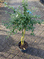 Herfstsering op stam - Ceanothus thyrsiflorus var. repens