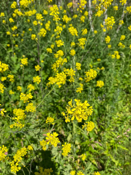 Herik - Sinapis Arvensis, ook akkermosterd of wilde mosterd genoemd