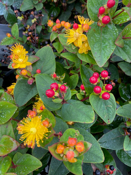 Hertshooi - Hypericum 'Miracle Attraction'