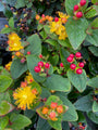 Hertshooi - Hypericum 'Miracle Attraction'