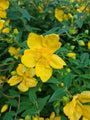 Hertshooi - Hypericum 'Hidcote'