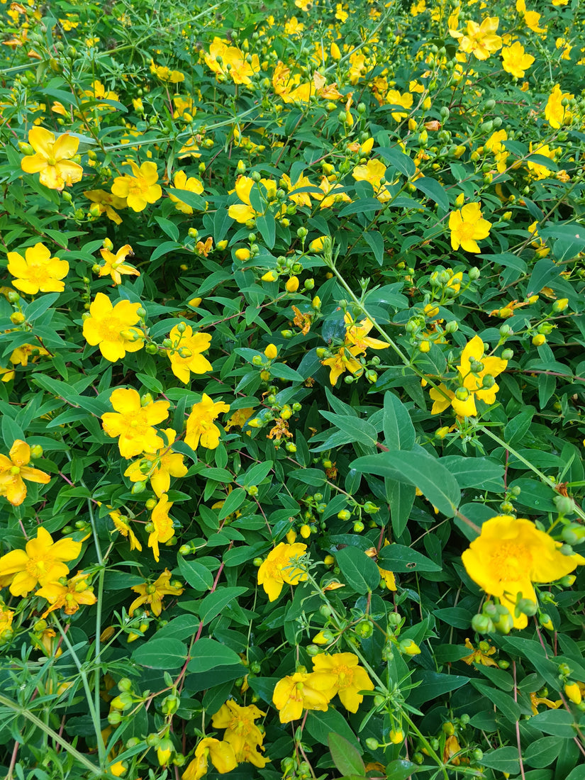 Hertshooi - Hypericum 'Hidcote'