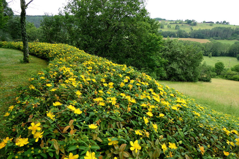 Hertshooi - Hypericum calycinum ook leuk als lage haag