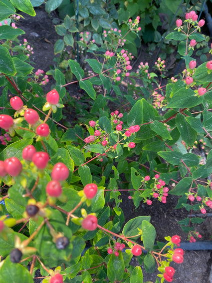 Hertshooi - Hypericum inodorum 'Kolmred'