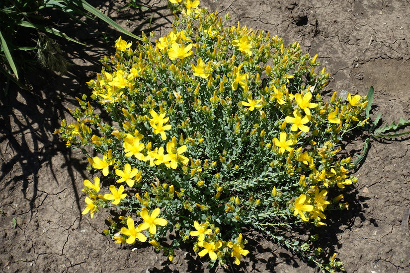 Hertshooi - Hypericum olympicum