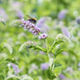 Hertsmunt - Mentha longifolia 'Buddleia' met bij