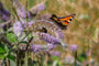 Hertsmunt - Mentha longifolia 'Buddleia' met vlinder